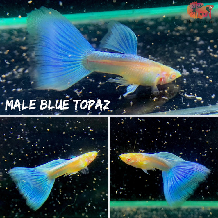 Albino Blue Topaz Guppy PAIR