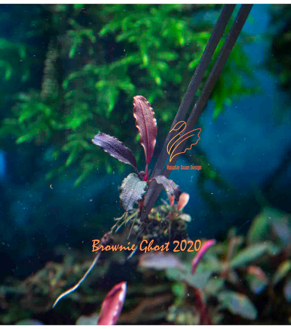水草 Bucephalandra sp. Mini Phantom ADA Dooa Low Tech] Bucephalandra Brownie Mini Phantom LP Aquatic