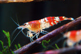 Red Crystal Shrimp