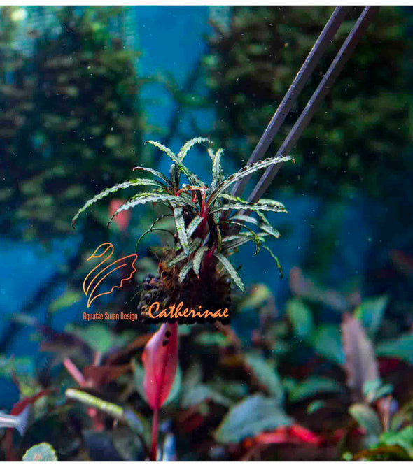 水草 Bucephalandra sp. Mini Phantom ADA Dooa 一点物 Bucephalandra sp. Mini Phantom 2020.10 No.13 | 水草