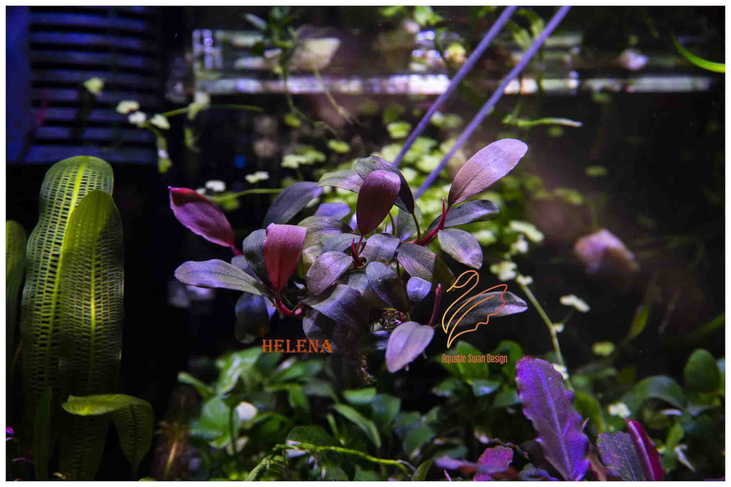 SSD　Bucephalandra sp. Helena clump Topick Aquarium - Bucephalandra sp. 'Helena 2013'