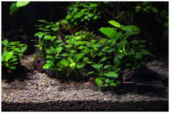 水草 Bucephalandra sp. Mini Phantom ADA Dooa 一点物 Bucephalandra sp. Mini Phantom 大株 2020.10 No.42