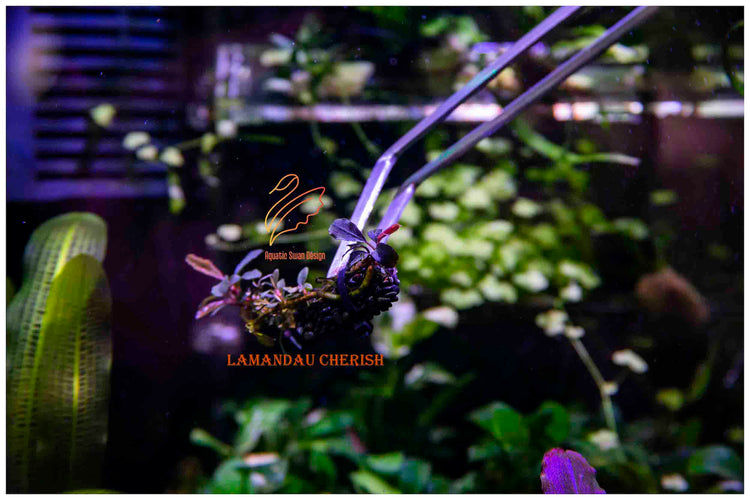 Buce Lanmadau Cherish