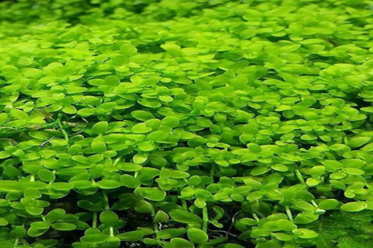 Monte Carlo - Micranthemum - SUBMERGED Growth.