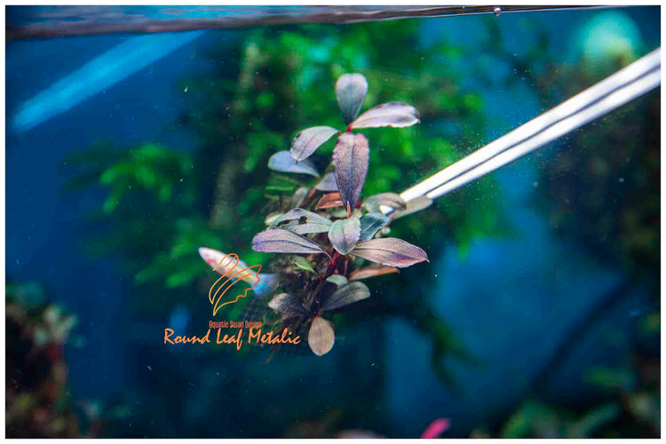 Buce Round Leaf Metalic