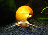 Apple Snail - Mystery Snail