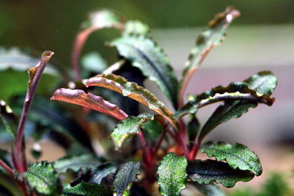 水草 Bucephalandra .sp mini phantom Bucephalandra Phantom Mini | APF Aquarium Plants Factory®