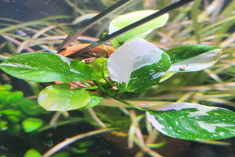 Anubias Panda, rare anubias, anubias white panda, rare plants – Duckaroo