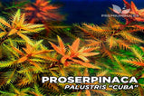 Proserpinaca palustris- Submersed